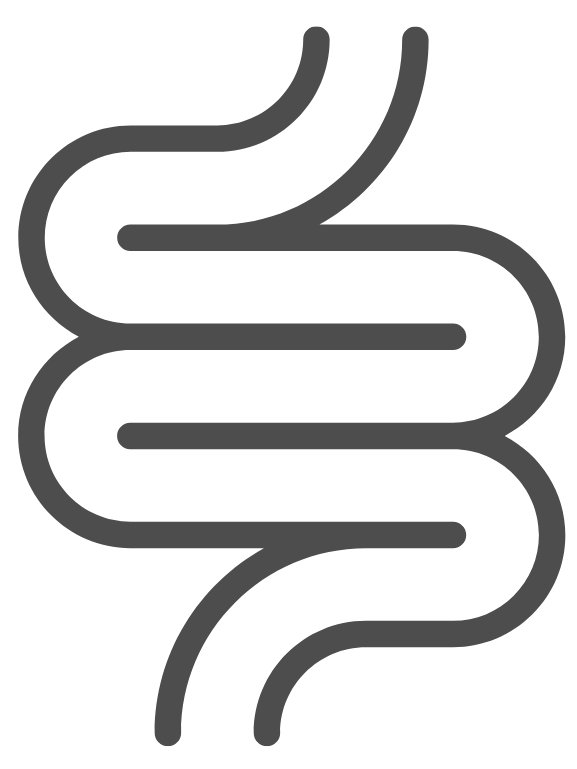Digestion Model