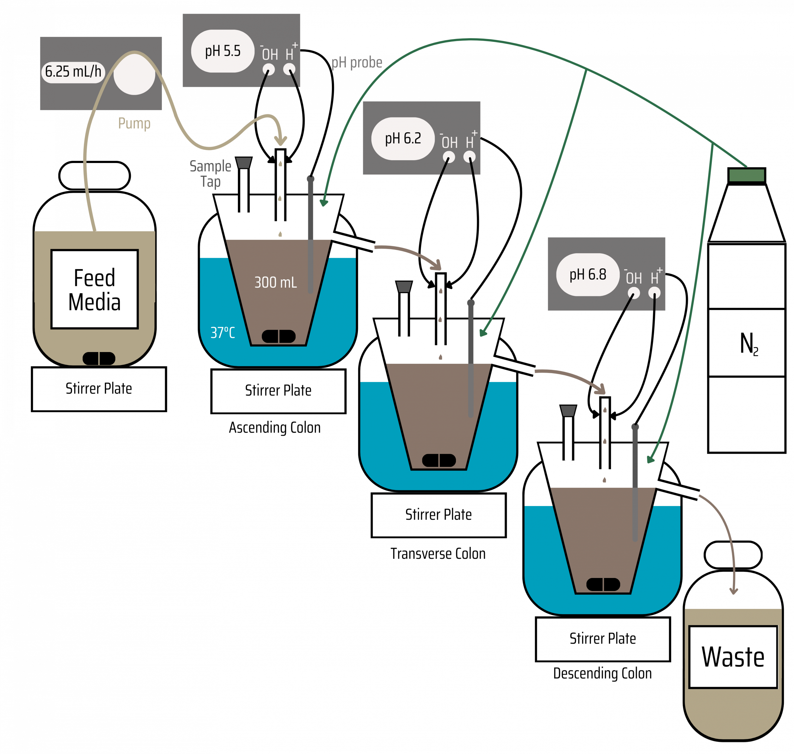Fermentation Model