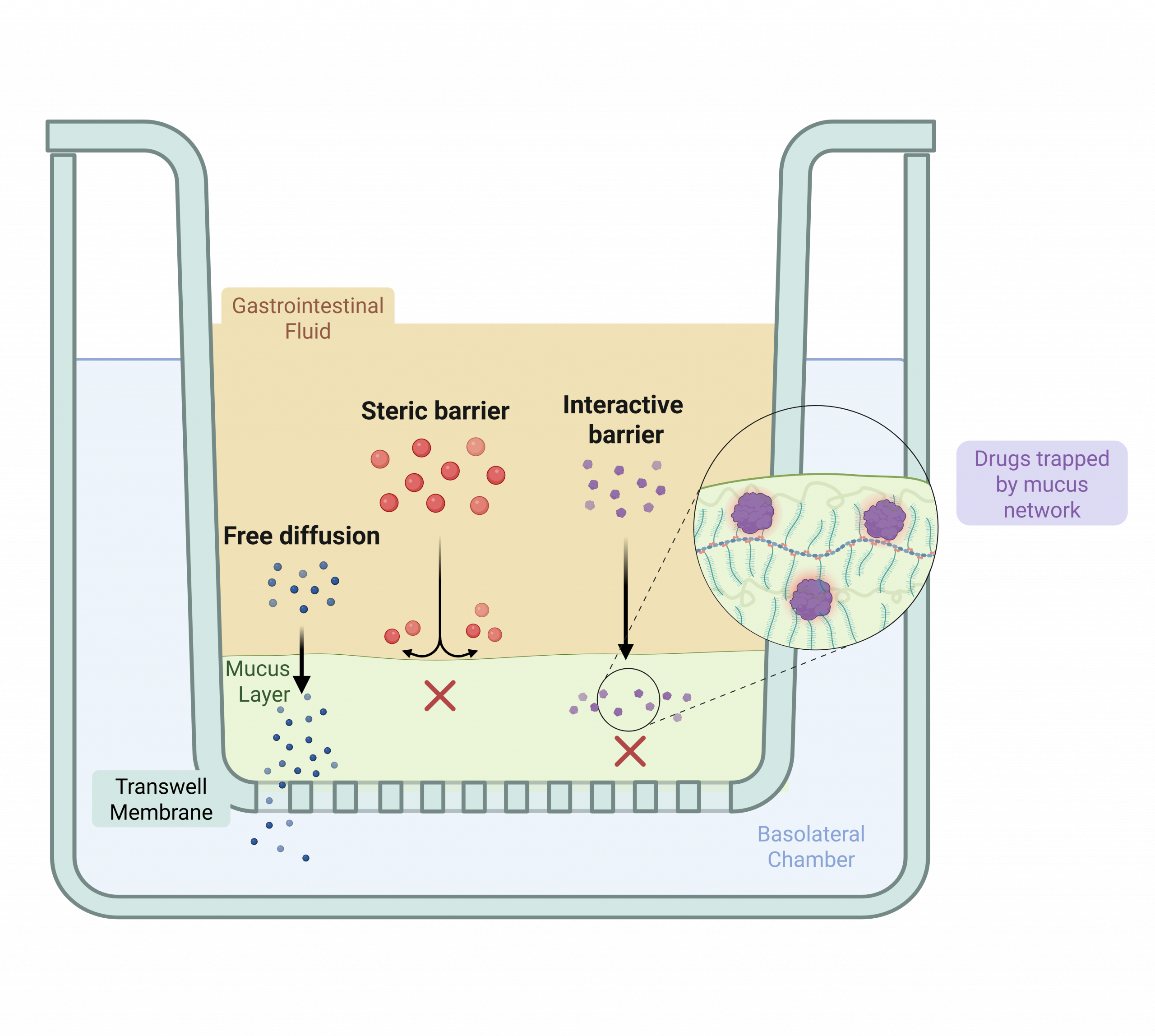 Mucus Permeation Model
