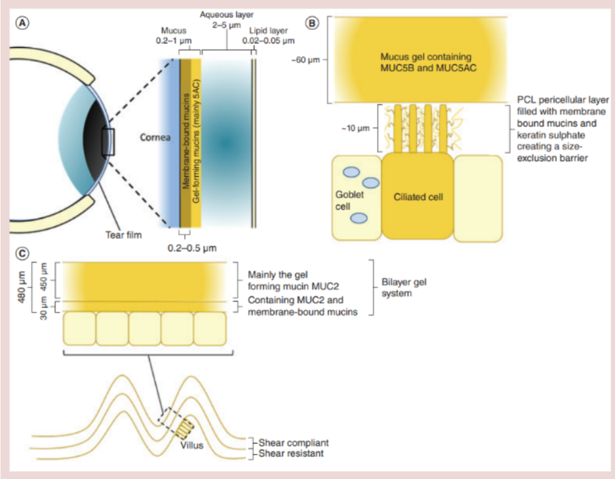 The structures of the mucus barriers for the GI tract, the airways and the eye