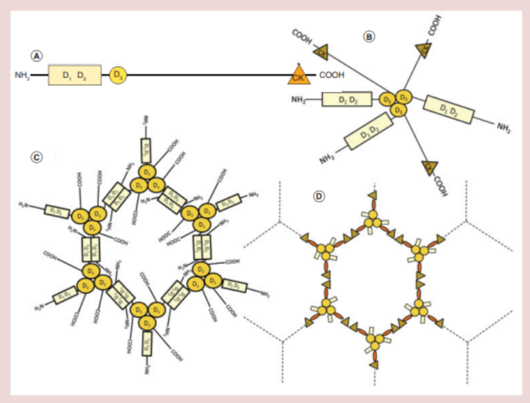 A schematic representation of polymerization, vesicle packaging and expansion on secretion for a MUC2 mucin