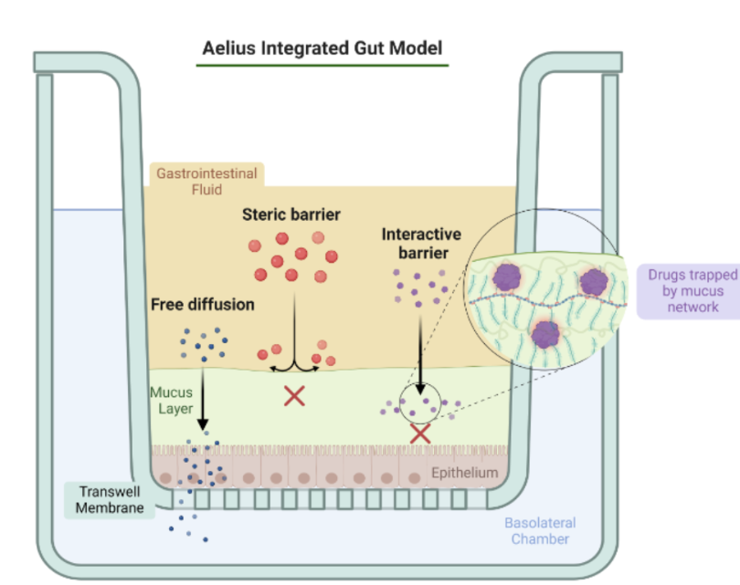 Aelius integrated gut model diagram