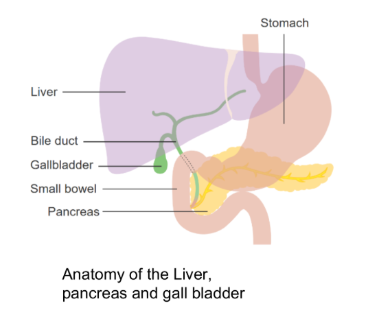 Anatomy of the Liver, pancreas and gall bladder