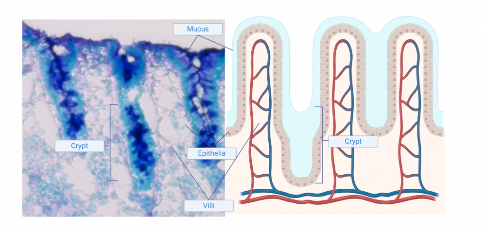 Figure 1: (Left) Histological section of intestinal tissue with mucus layer stained blue. (Right) Diagrammatic representation of human intestine cross-section