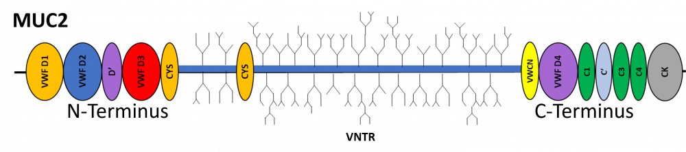 Figure 2: Structural representation of secreted gel-forming MUC2 protein.