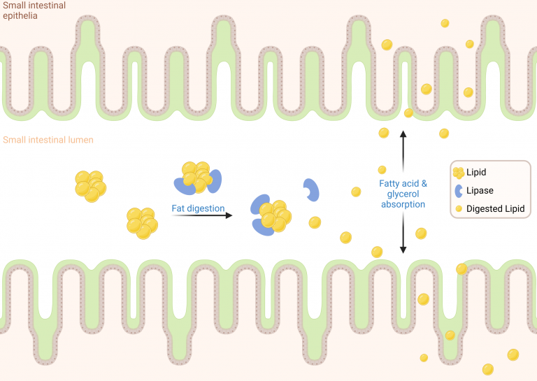 Lipase Inhibitor Development